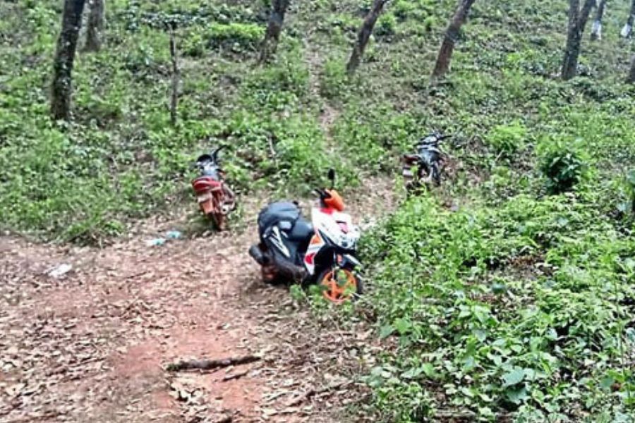 Kadaba Wild Gaur killed in Subrahmanya forest area