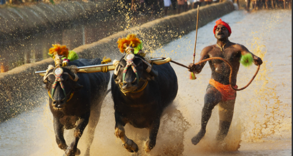 Dakshina Kannada: Official sports status for the pride of Karavali, Kambala