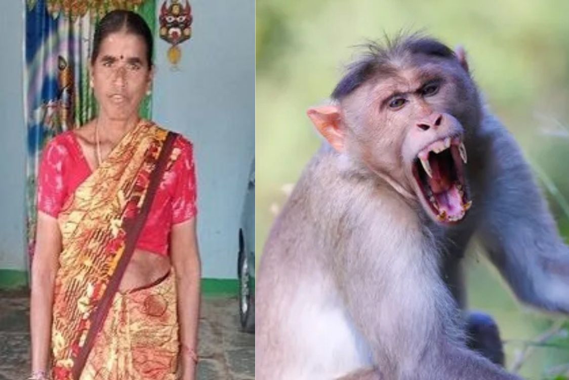 Woman dies on the spot after being attacked by monkey gang in Kareem Nagar Telangana