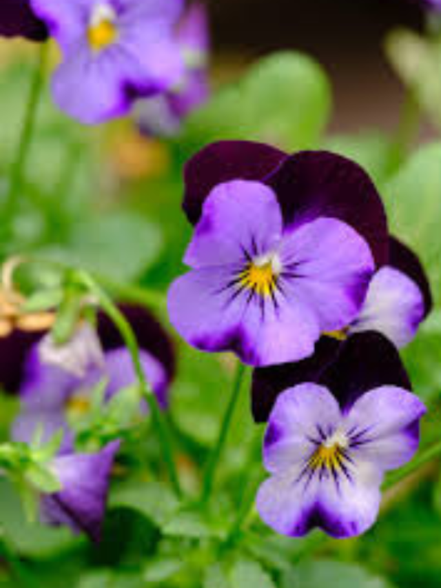 ಬಾಲ್ಕನಿ ಉದ್ಯಾನವನ ಚಂದಗಾಣಿಸುವ  ಚಳಿಗಾಲದ ಹೂವುಗಳು