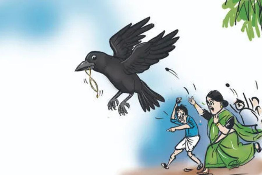 The crow broke into the shop, stole gold, and flew away in Rajasthan video goes viral