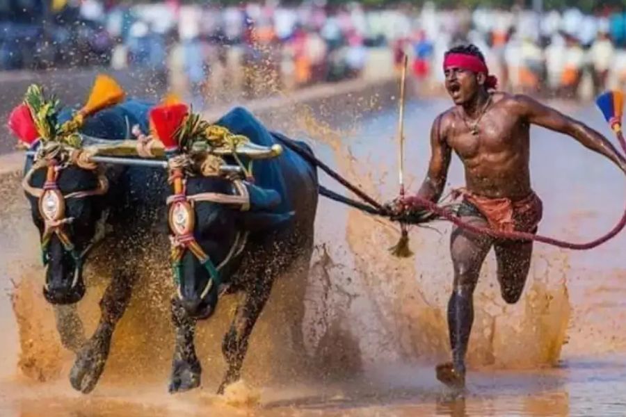 moolur-addur-jodukare-kambala-april-4-manibettu-gurupura-sensor-technology