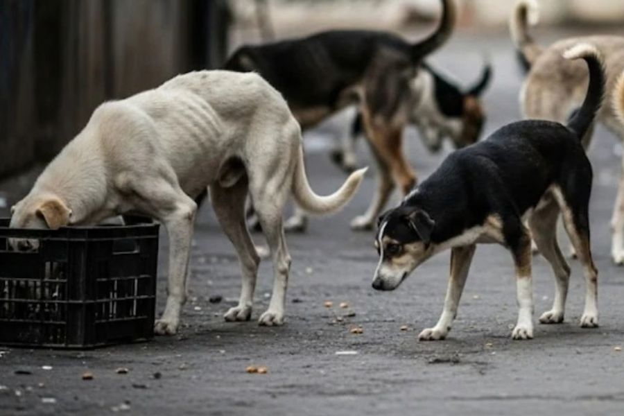 Udupi Stray dog Shelter Supreme court order