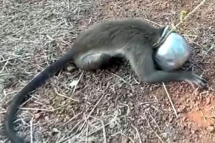 Latest news viral monkey-with-pot-on-head-rescued-udupi