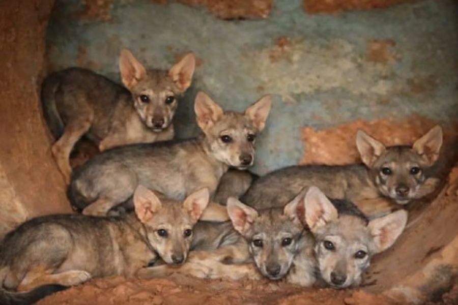 pilikula Zoo wolf gives birth 7 pups mangaluru