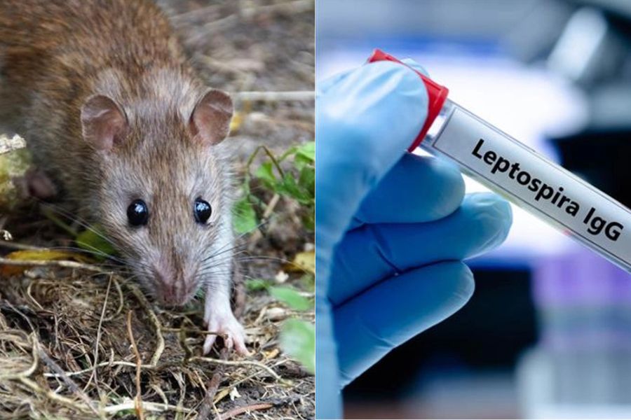 Rate Fever in Mangaluru Udupi