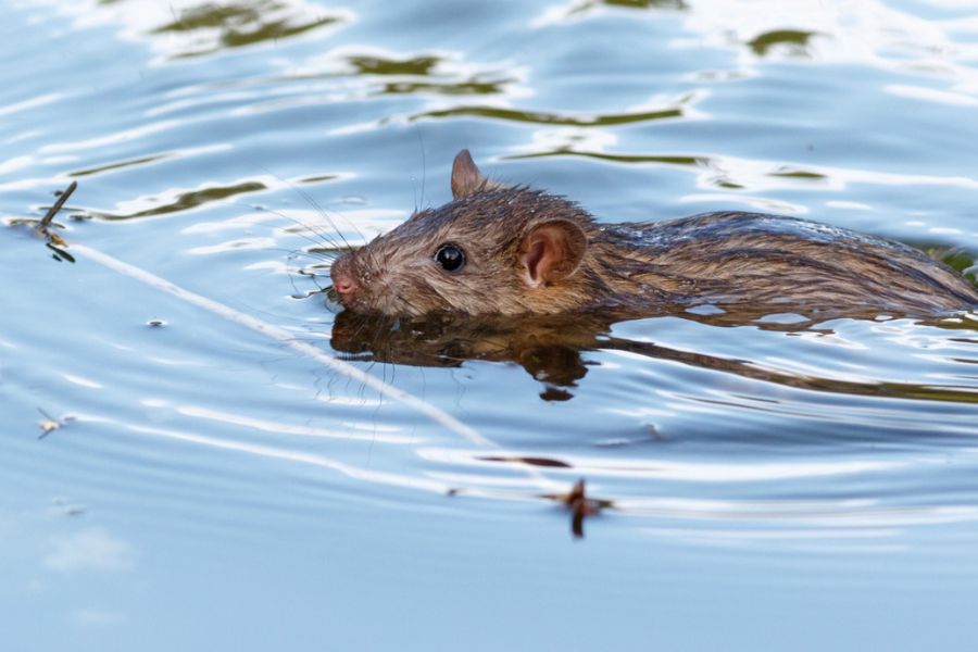 causes-symptoms-leptospirosis-awareness