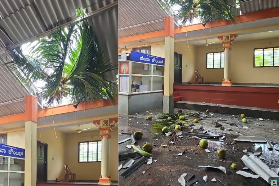 montimaru-durgaparameshwari-temple-coconut-tree-falls-heavy-rain-bantwal